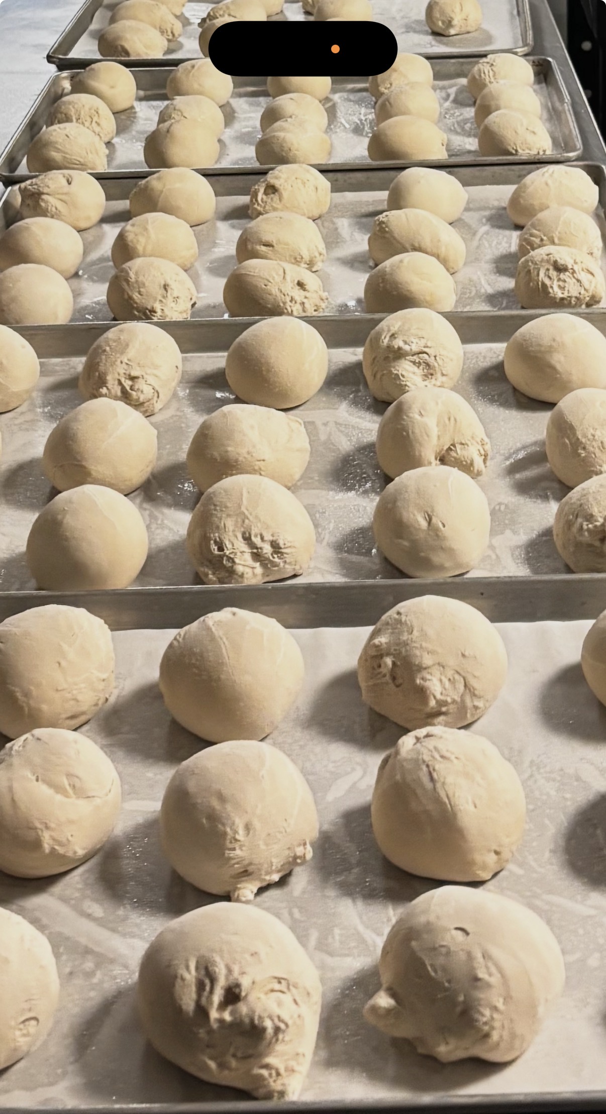 Pizza dough balls moving through processing line